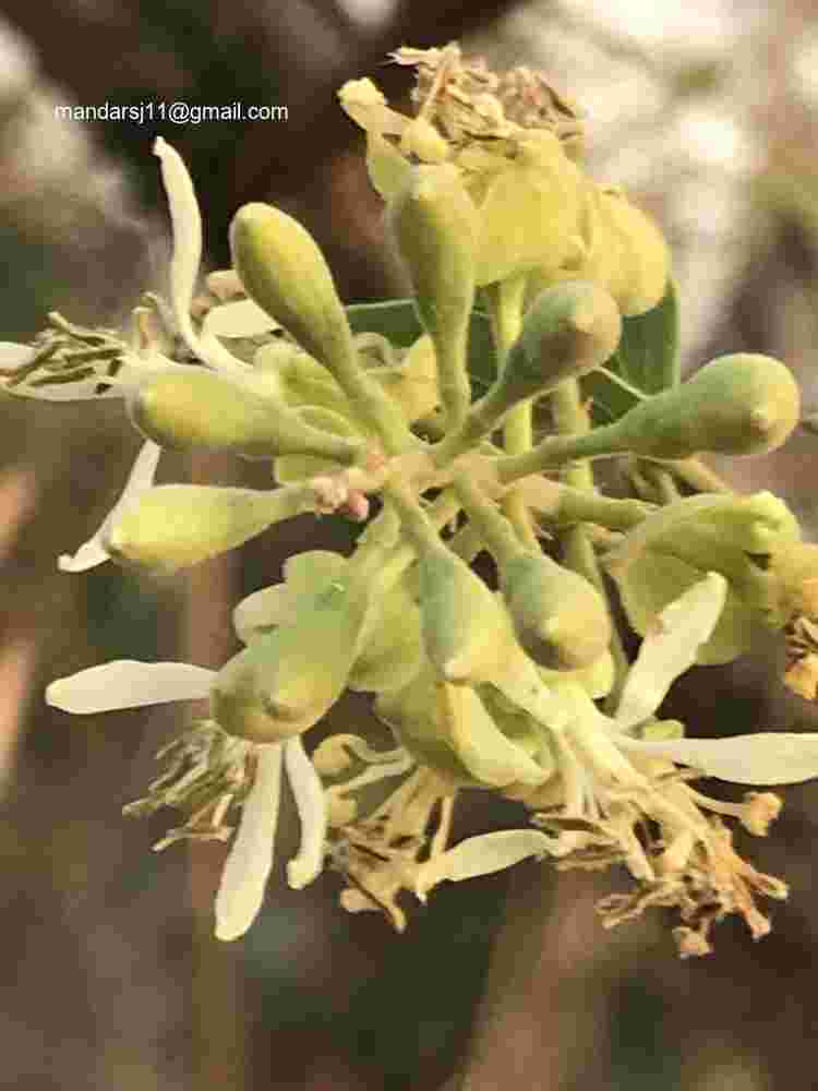 Bauhinia racemosa