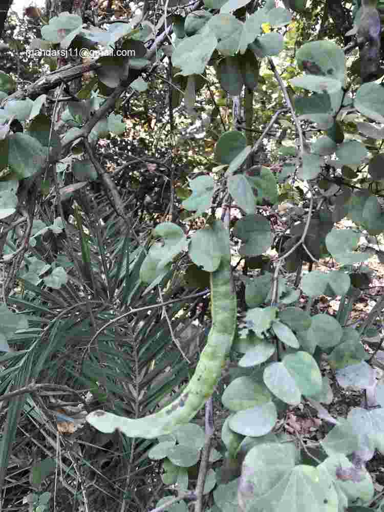 Bauhinia racemosa