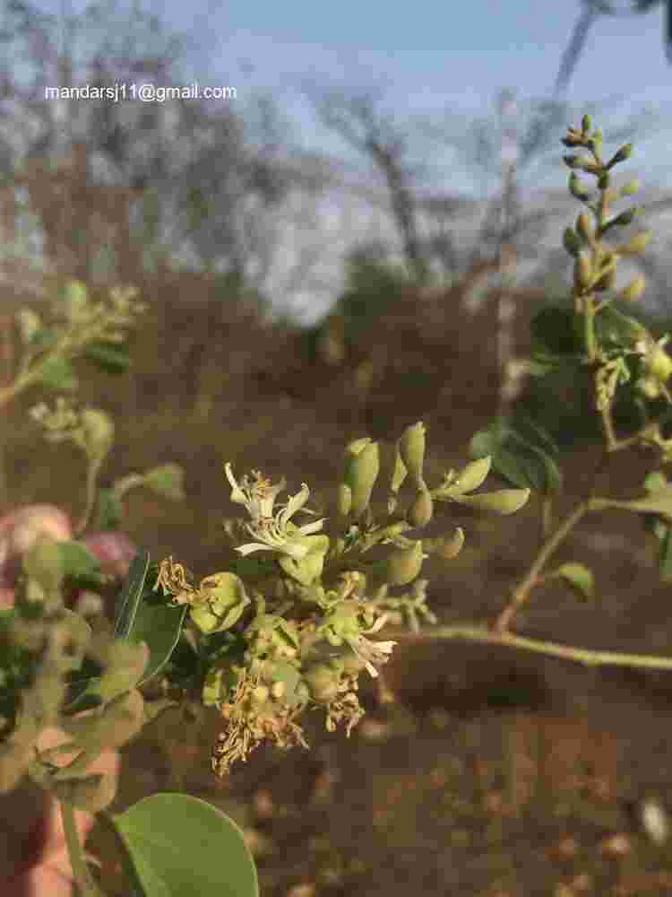 Bauhinia racemosa