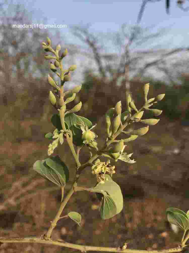 Bauhinia racemosa