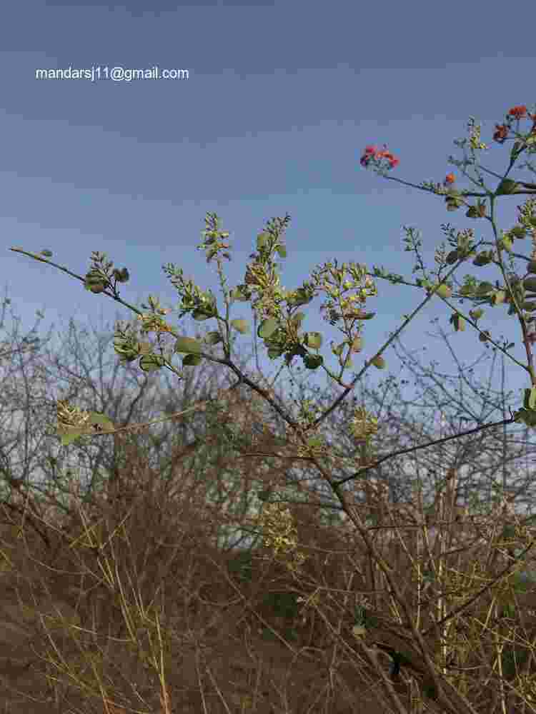 Bauhinia racemosa