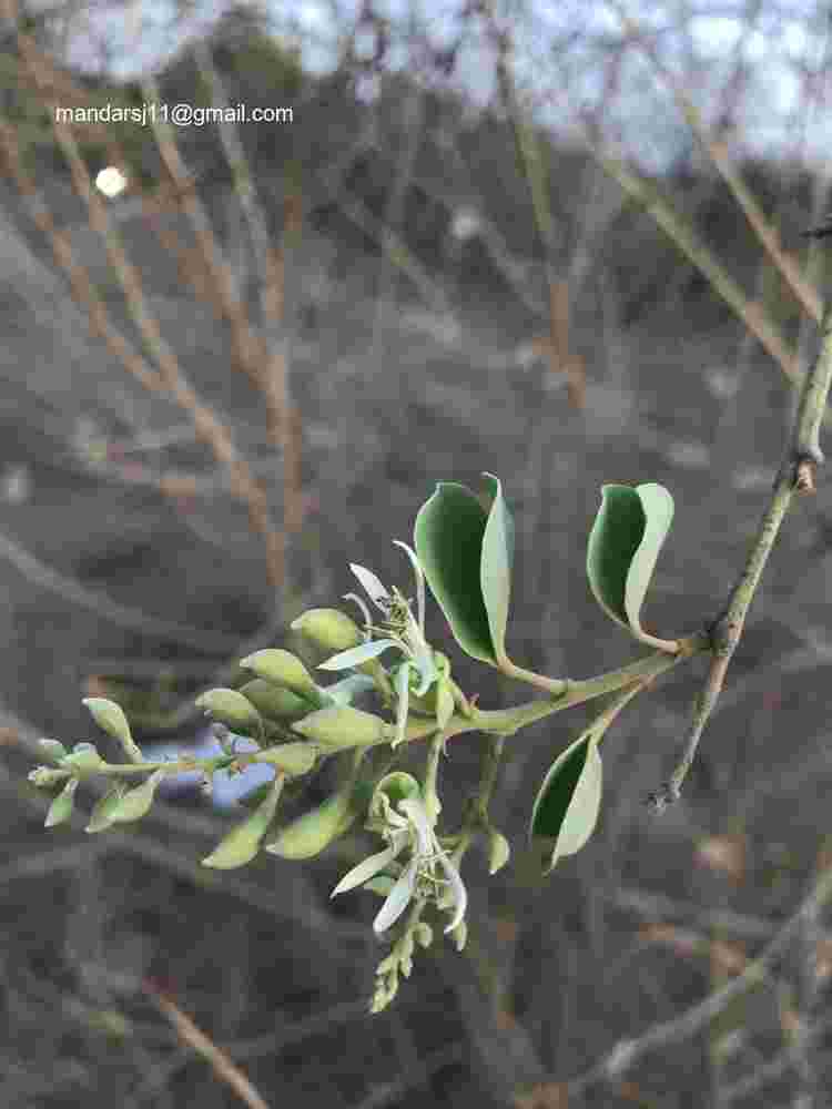 Bauhinia racemosa