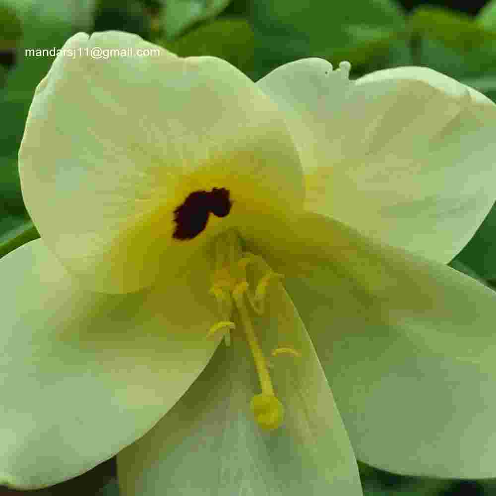 Bauhinia tomentosa