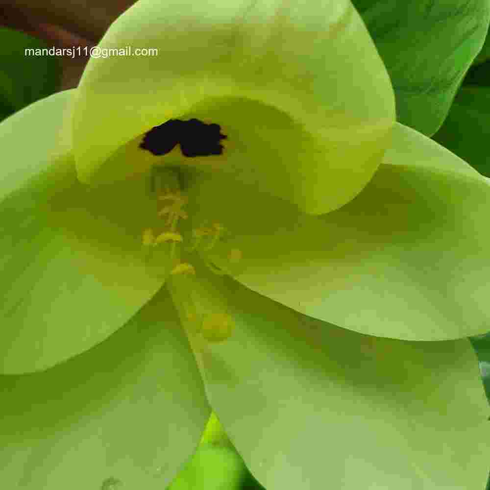 Bauhinia tomentosa