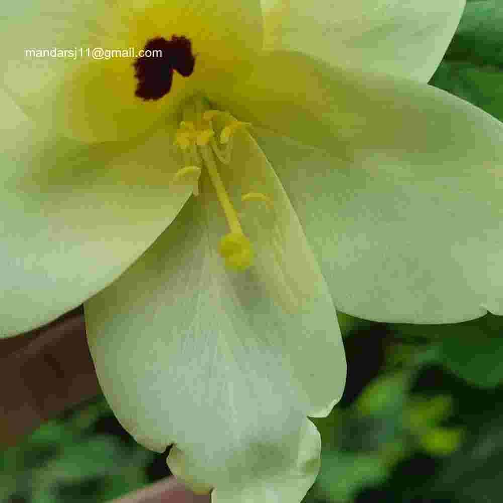 Bauhinia tomentosa