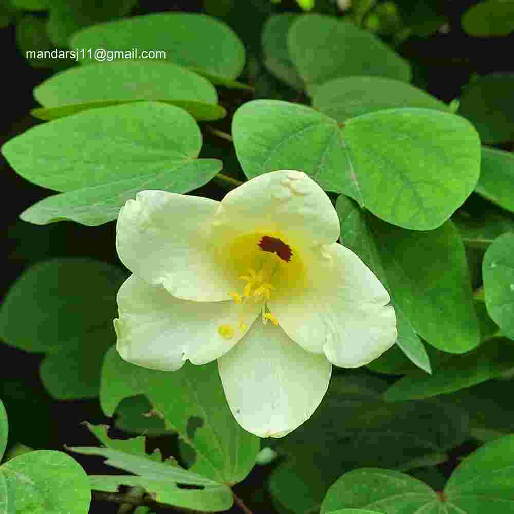 Bauhinia tomentosa