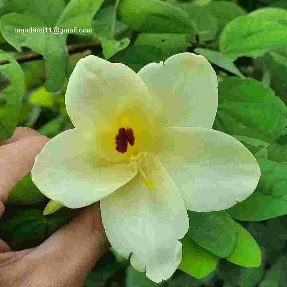 Bauhinia tomentosa