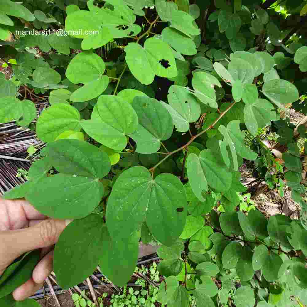 Bauhinia tomentosa