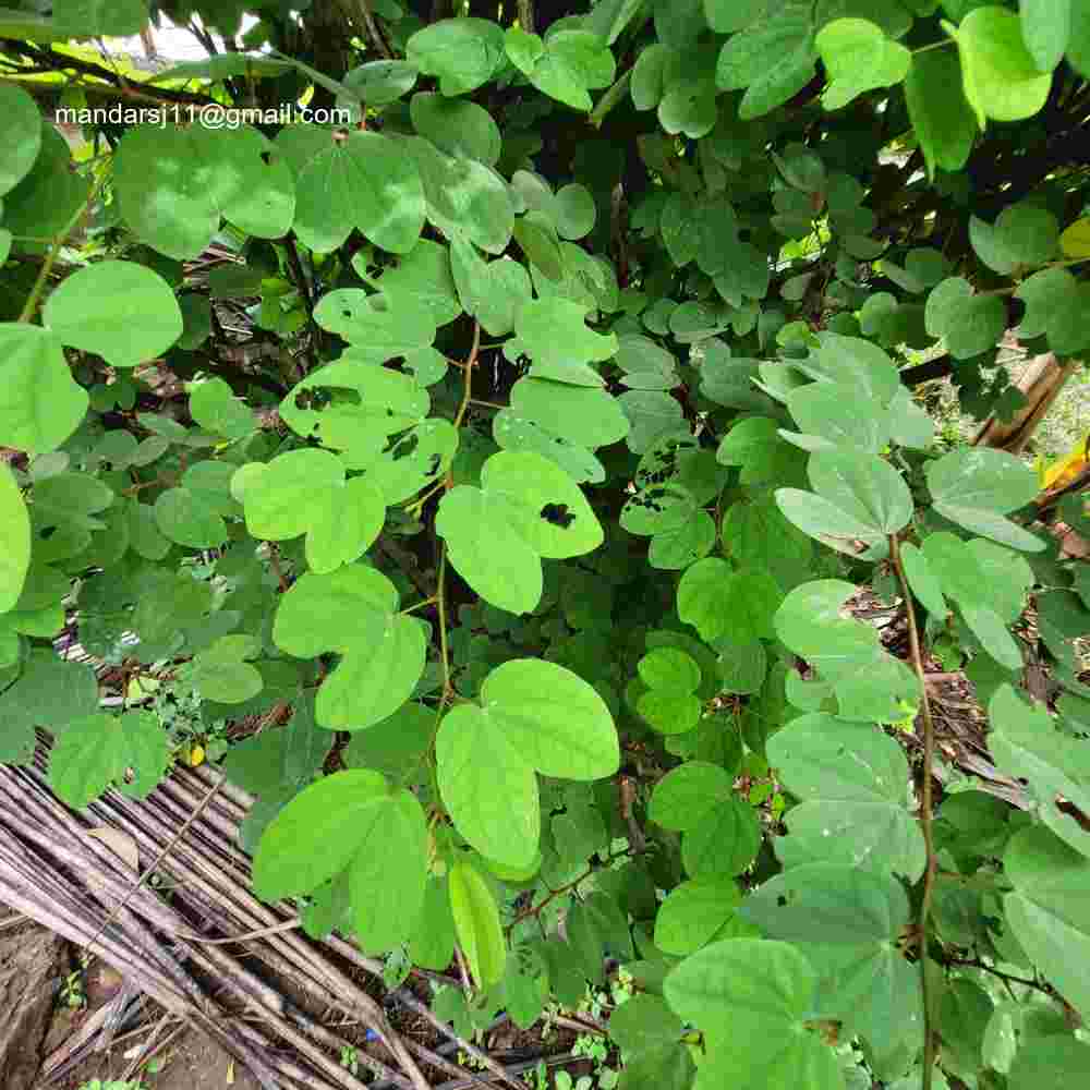 Bauhinia tomentosa