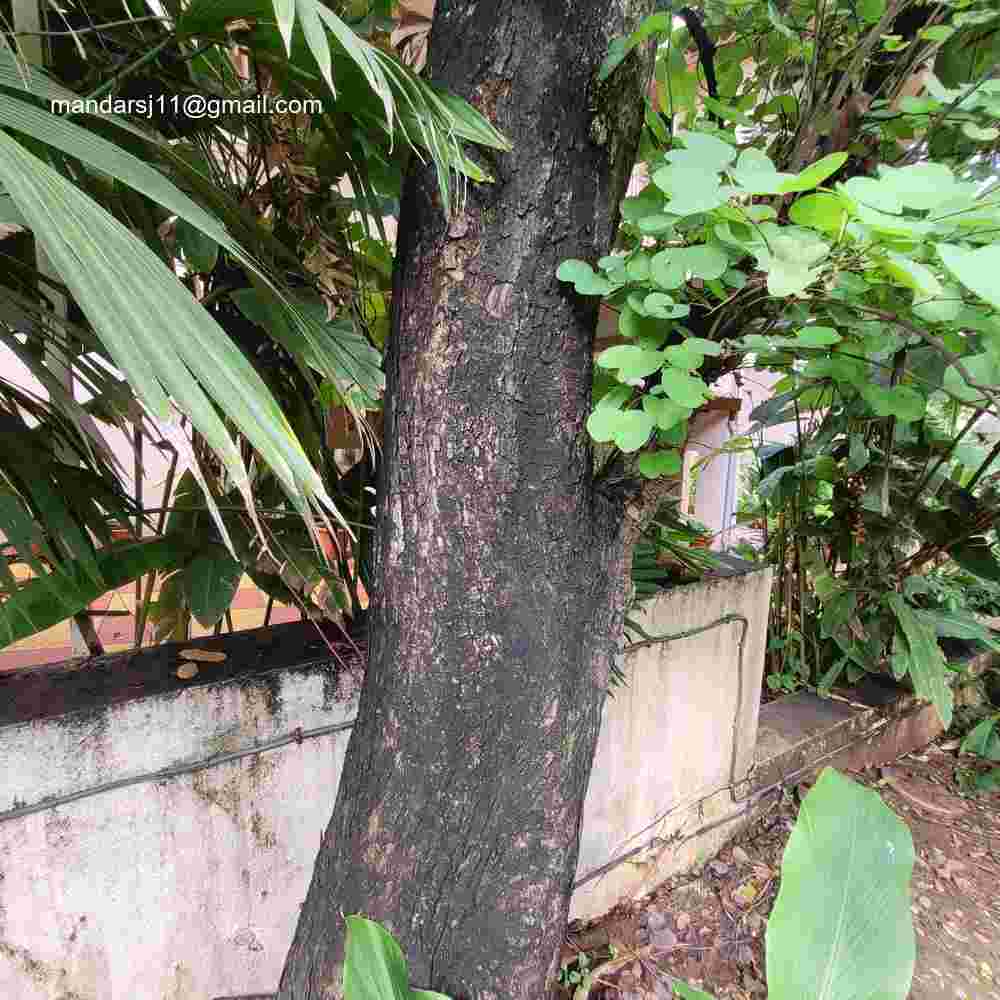 Bauhinia variegata