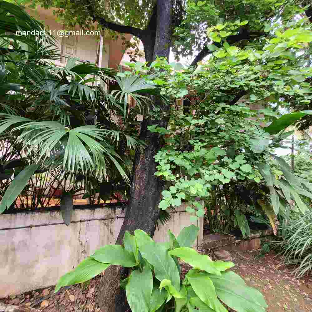 Bauhinia variegata