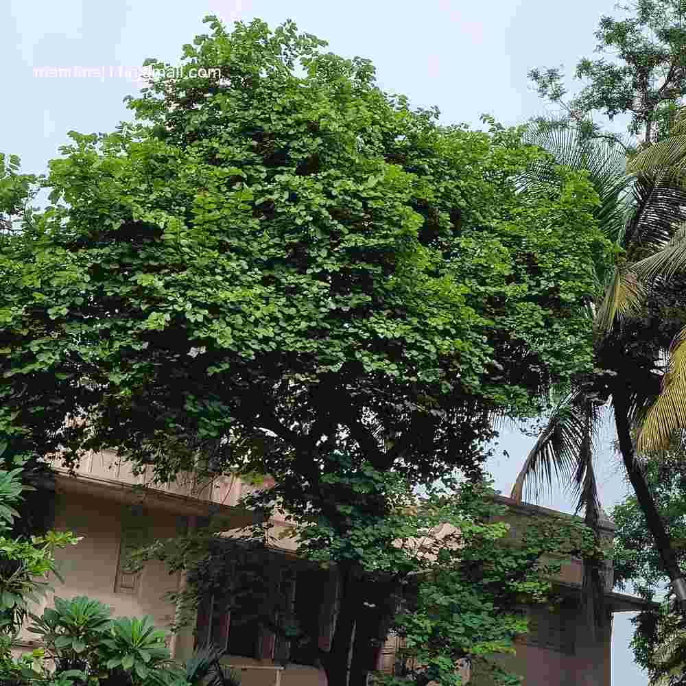 Bauhinia variegata