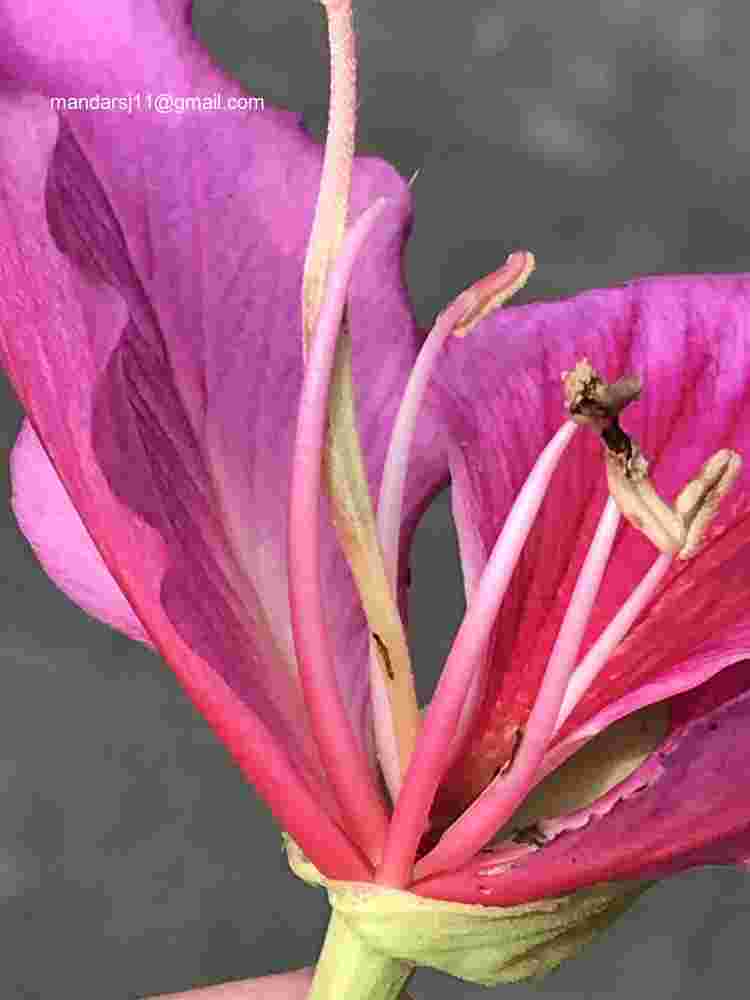 Bauhinia variegata