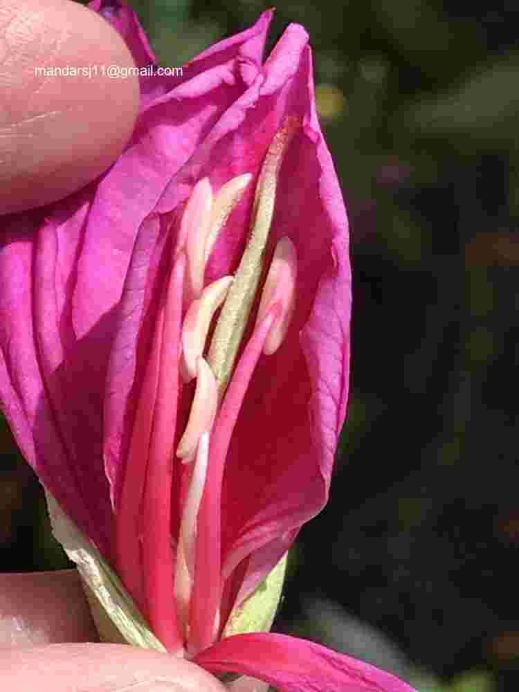 Bauhinia variegata