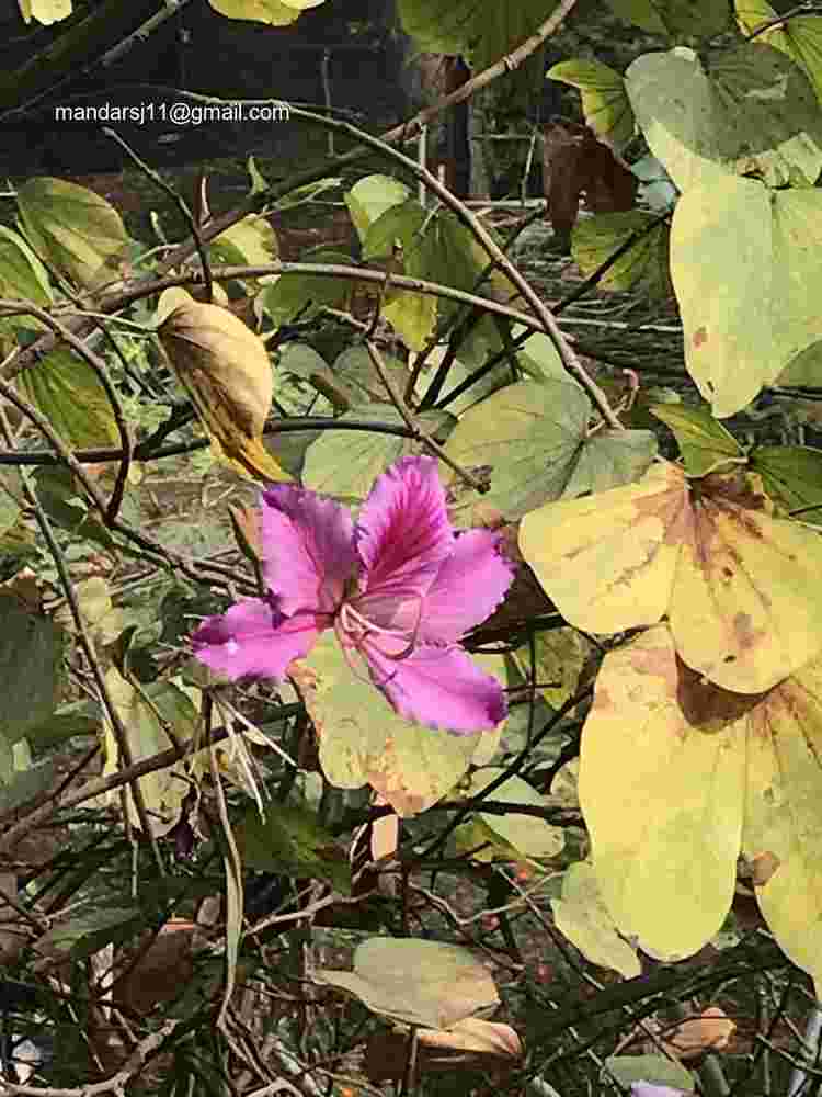 Bauhinia variegata