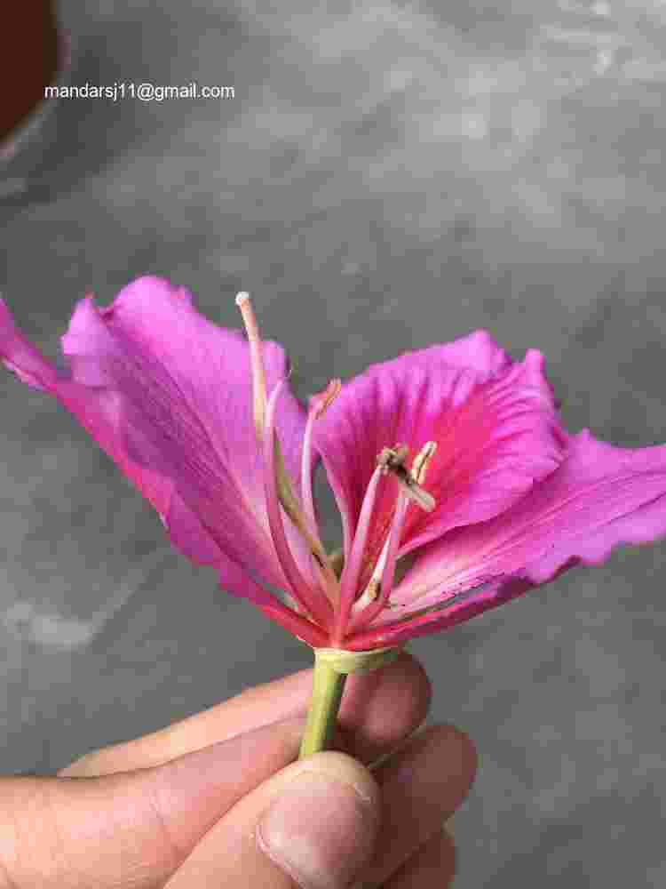 Bauhinia variegata