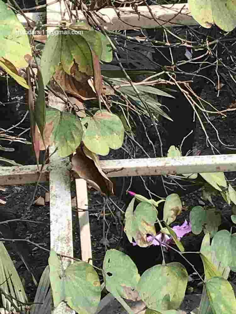 Bauhinia variegata