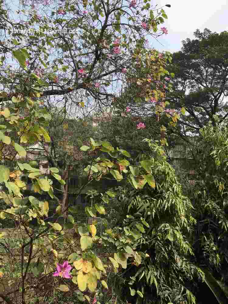 Bauhinia variegata