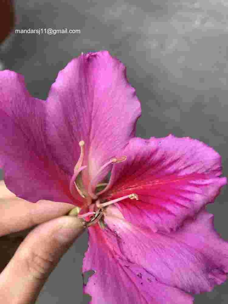 Bauhinia variegata