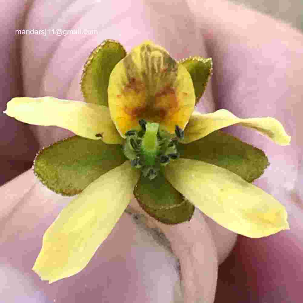 Caesalpinia bonduc