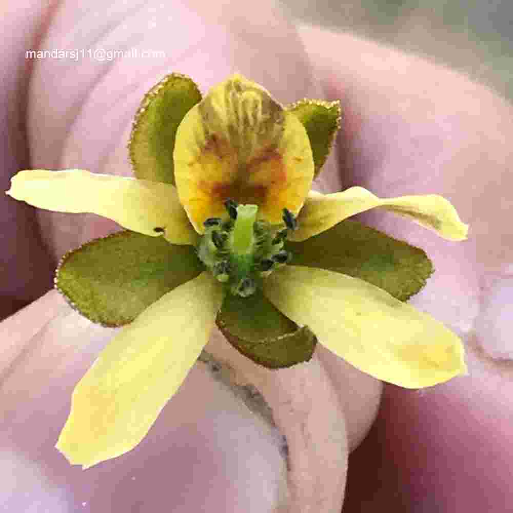 Caesalpinia bonduc