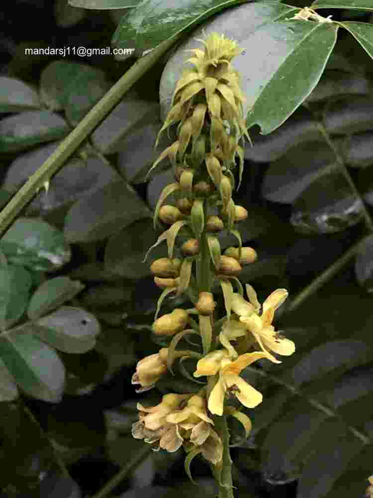 Caesalpinia bonduc