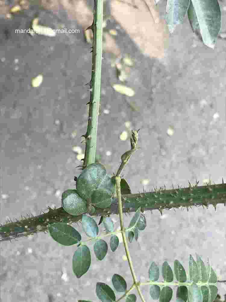 Caesalpinia bonduc