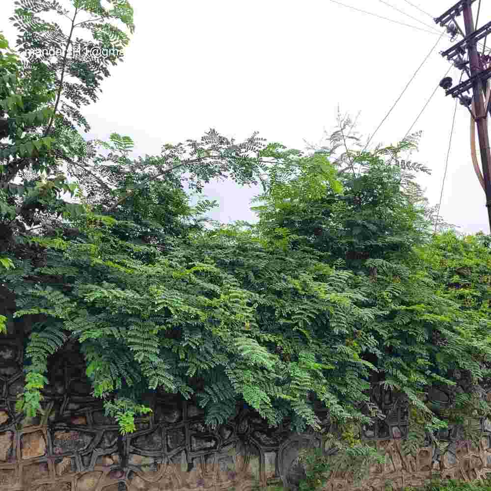 Caesalpinia bonduc