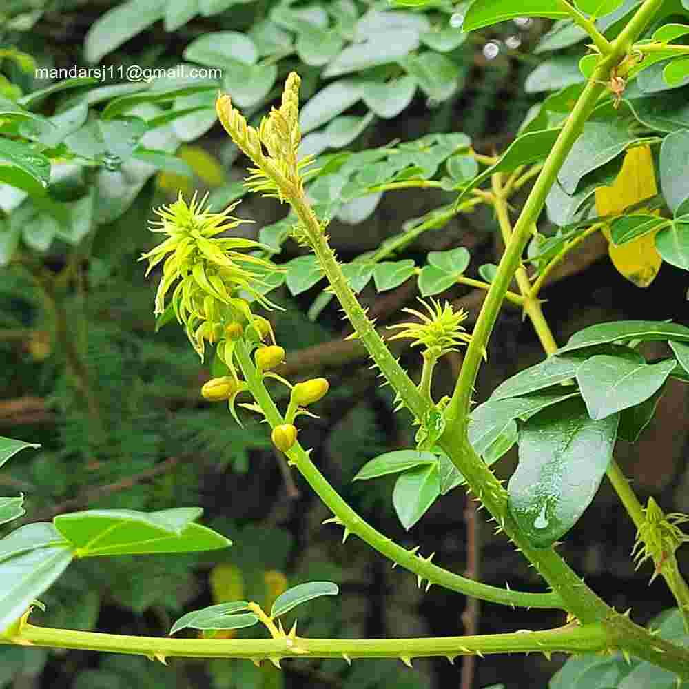 Caesalpinia bonduc