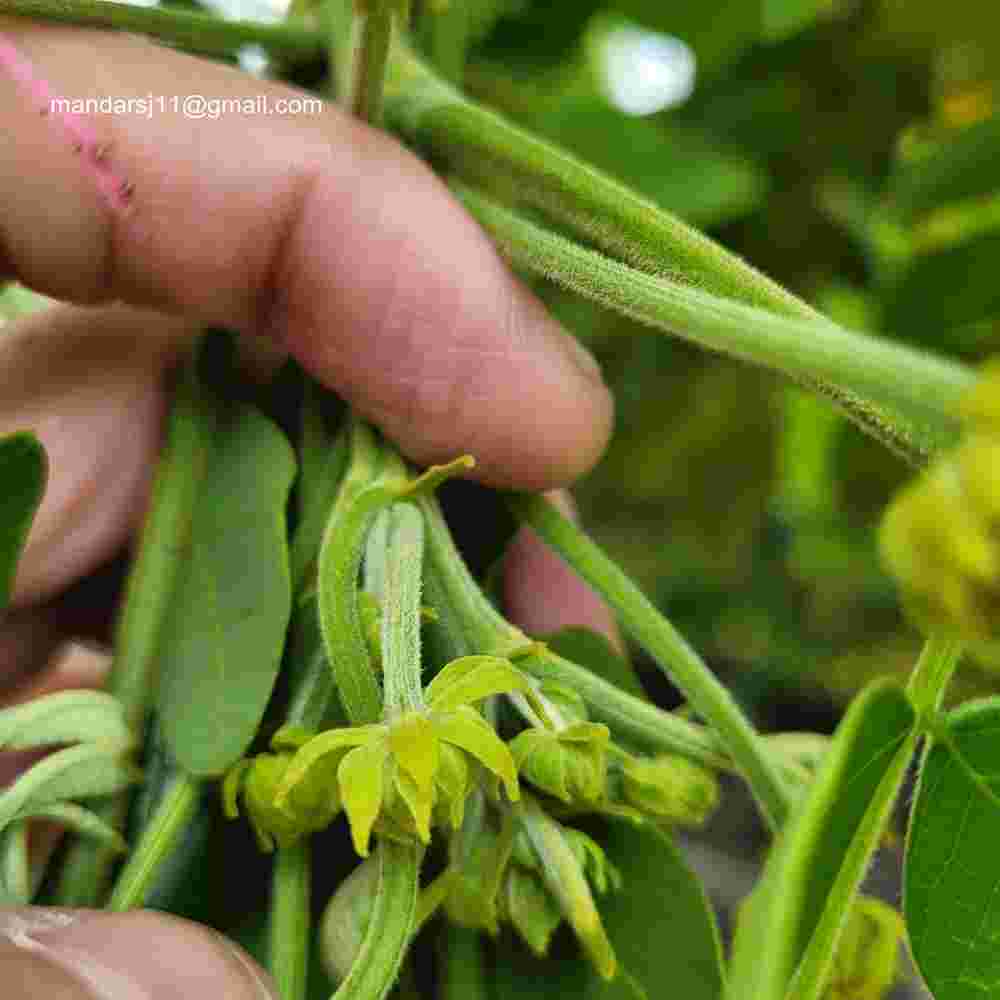 Caesalpinia bonduc