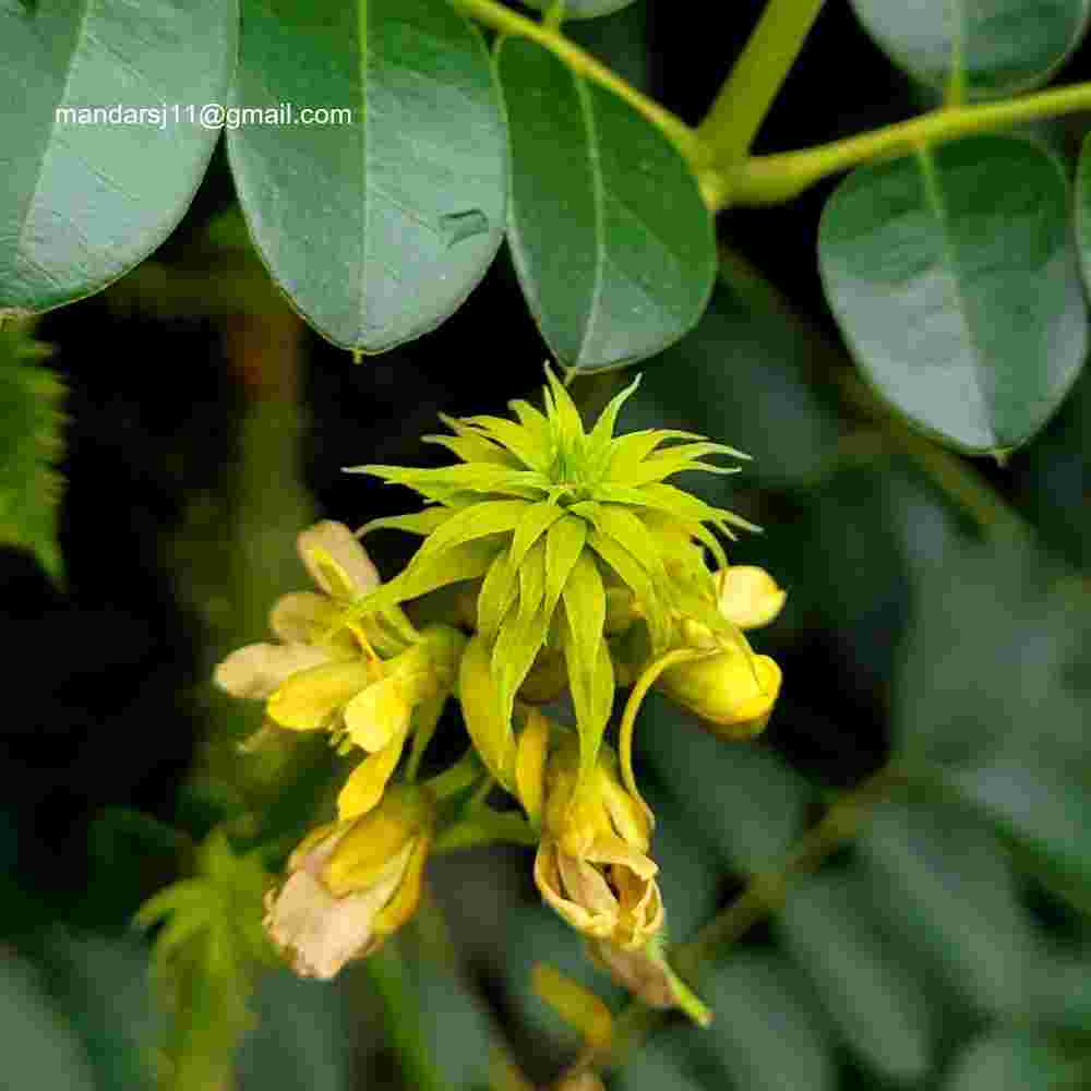 Caesalpinia bonduc