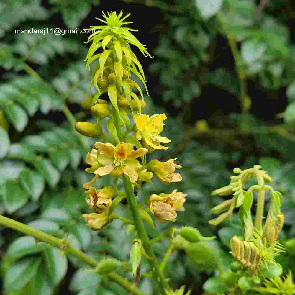 Caesalpinia bonduc