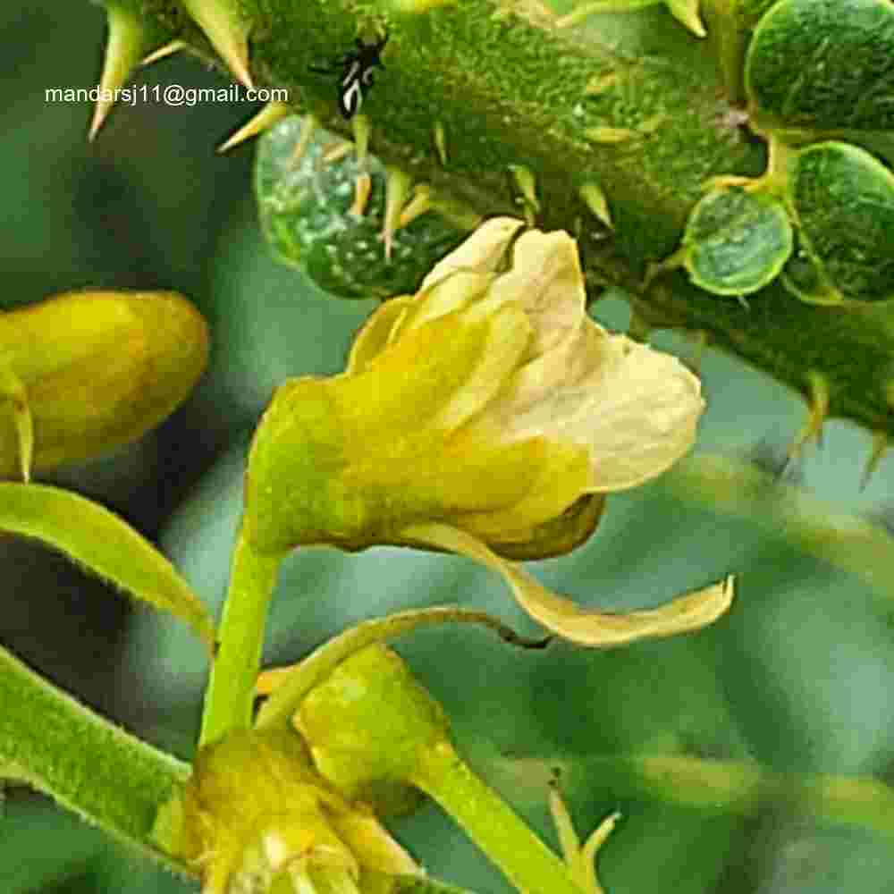 Caesalpinia bonduc