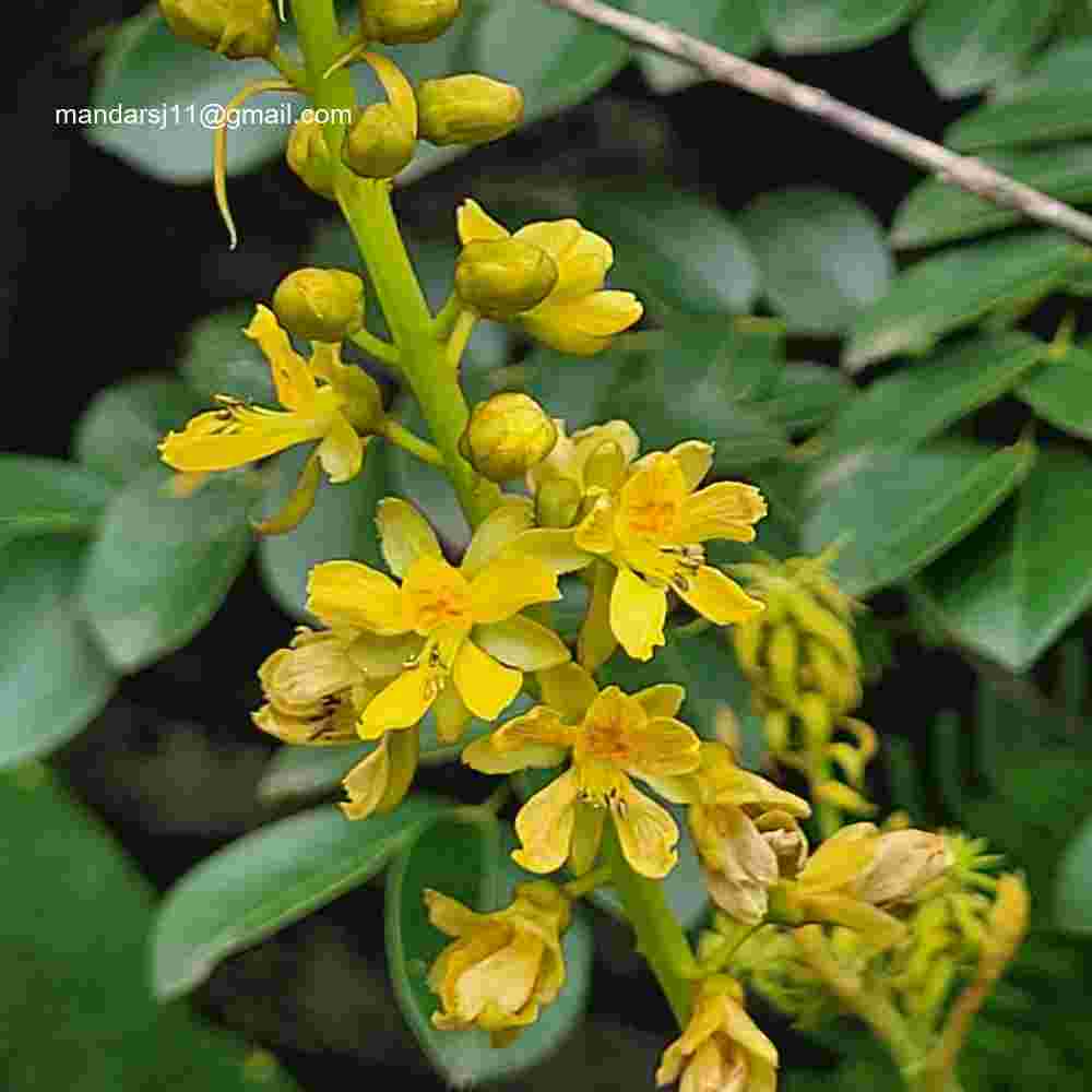 Caesalpinia bonduc