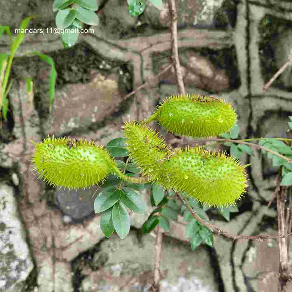 Caesalpinia bonduc