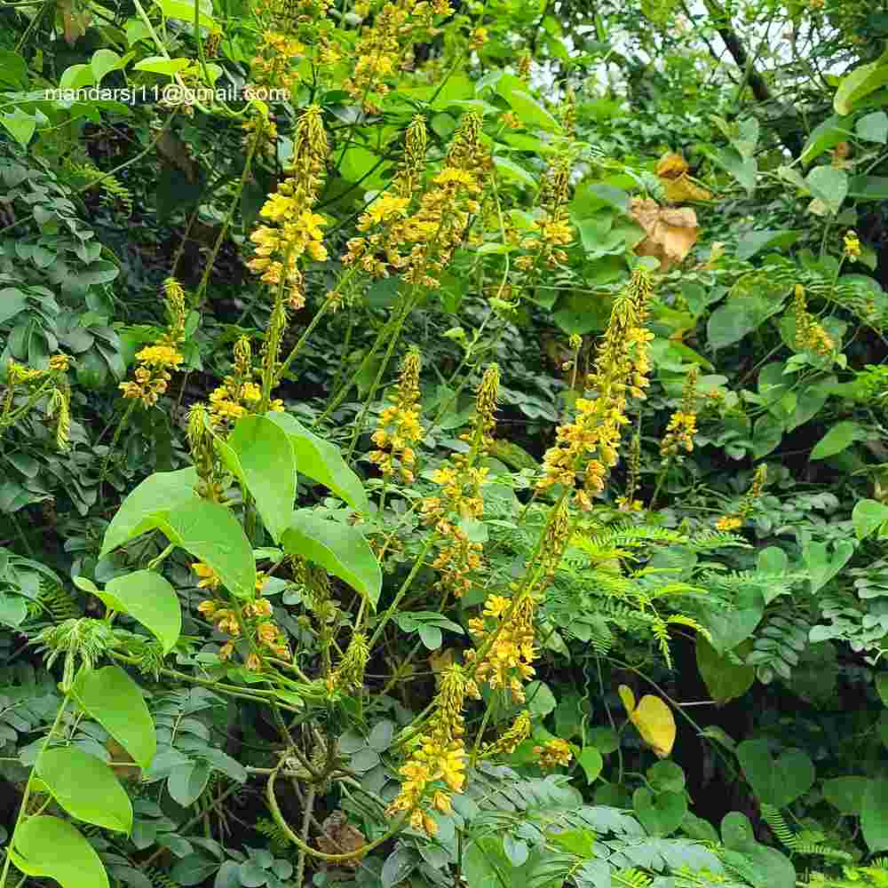 Caesalpinia bonduc