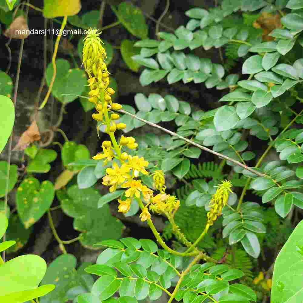 Caesalpinia bonduc