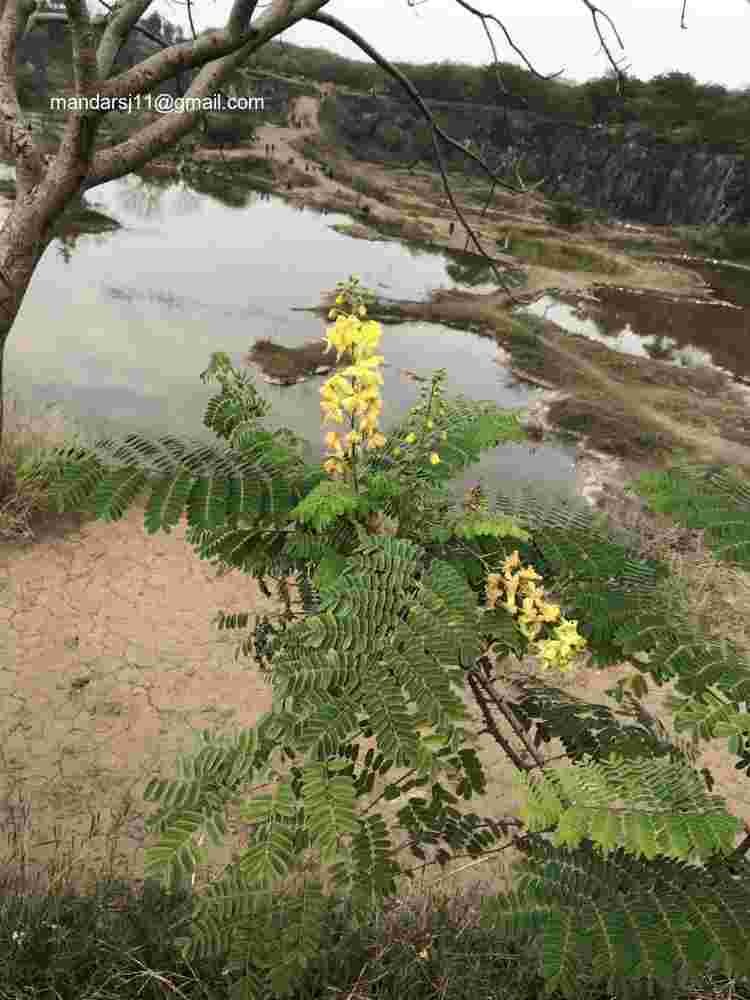 Caesalpinia decapetala