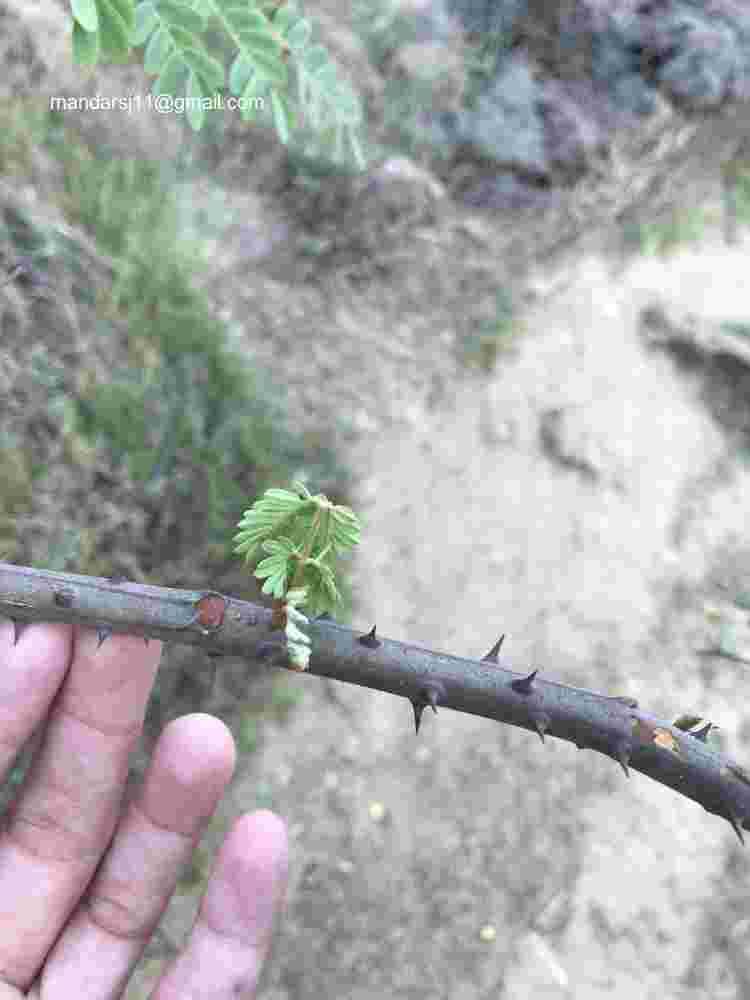 Caesalpinia decapetala