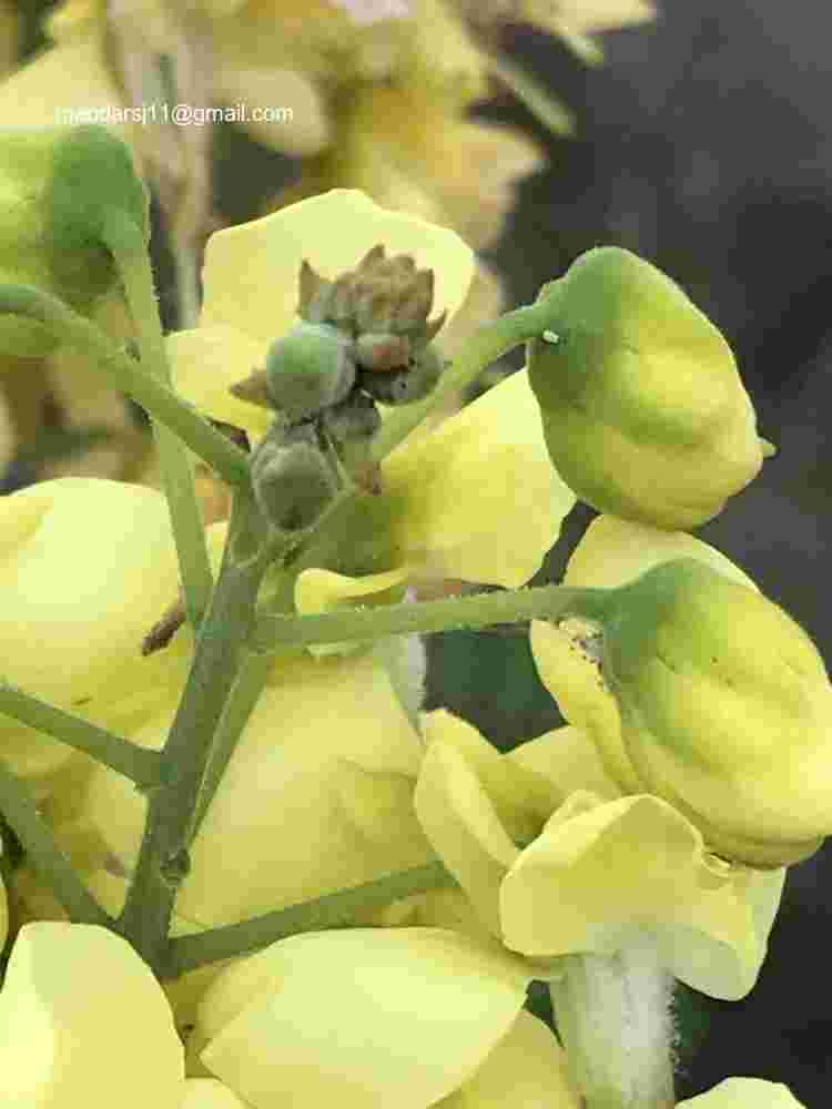 Caesalpinia decapetala