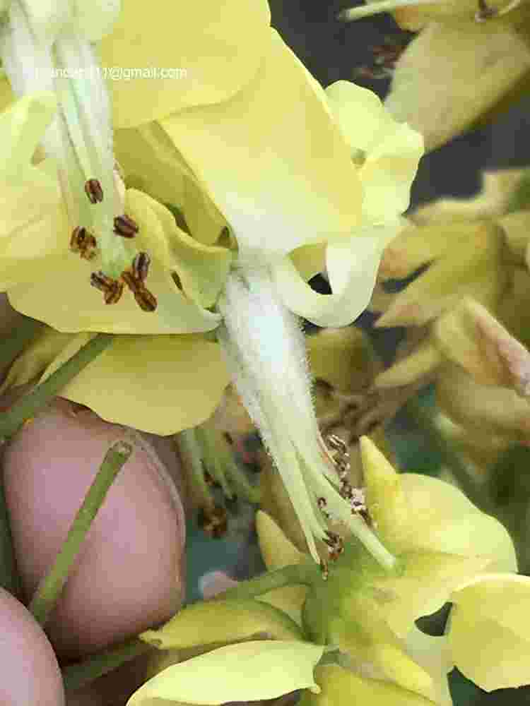 Caesalpinia decapetala