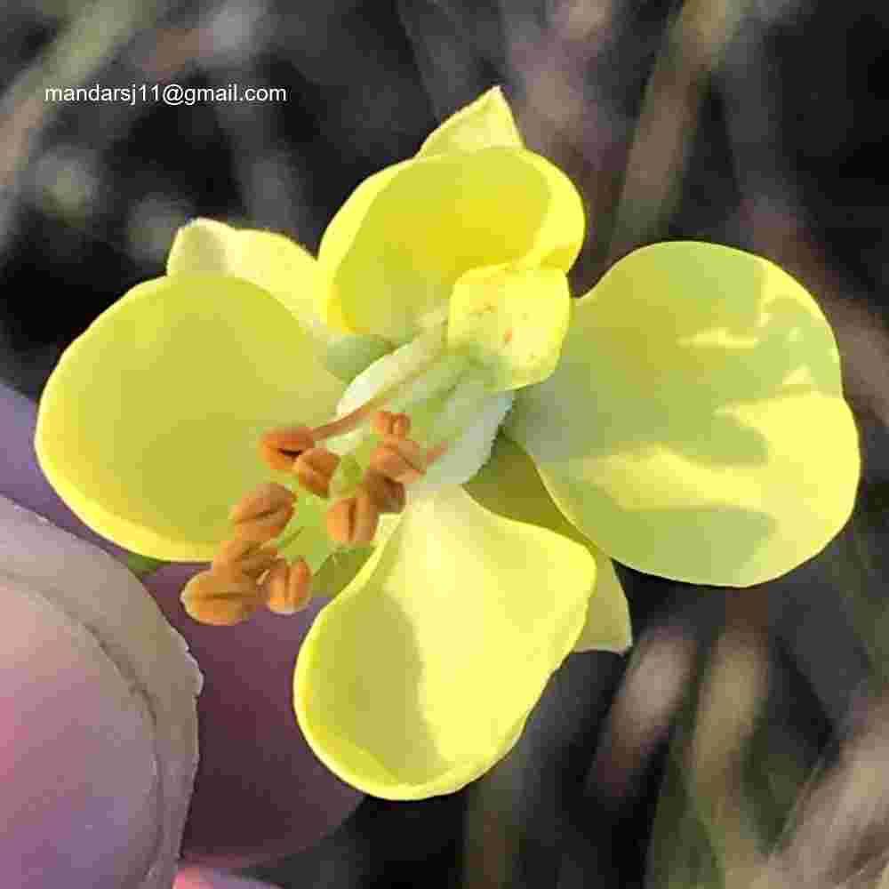 Caesalpinia decapetala