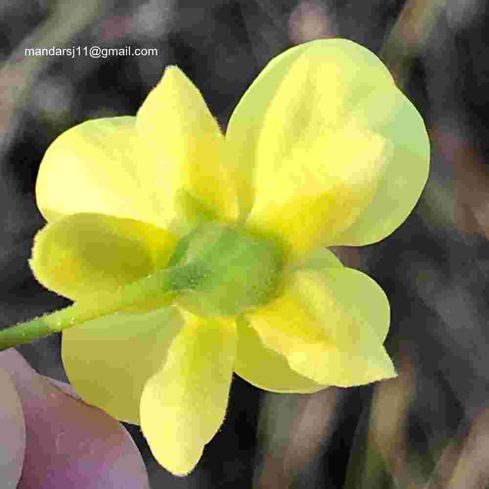 Caesalpinia decapetala