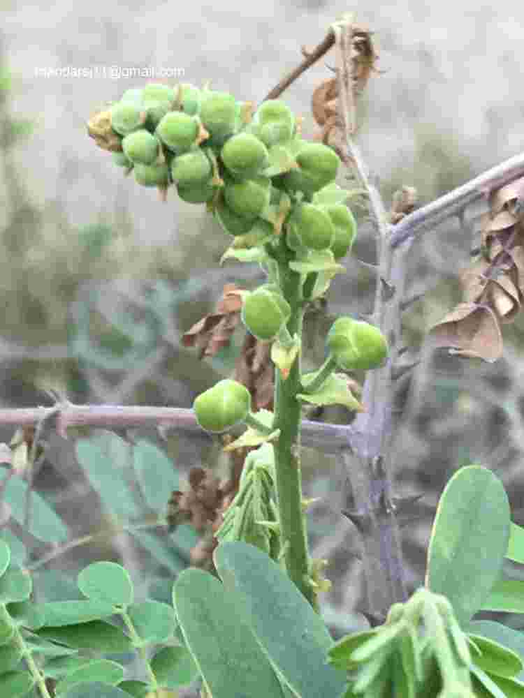 Caesalpinia decapetala