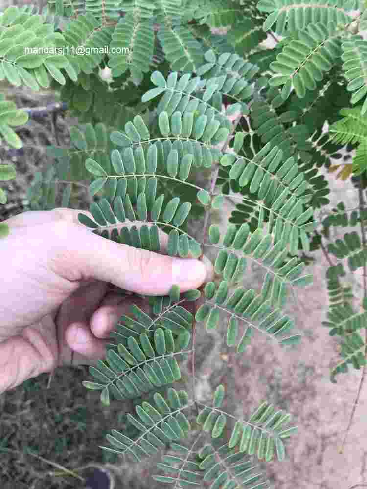 Caesalpinia decapetala