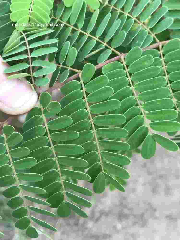 Caesalpinia decapetala