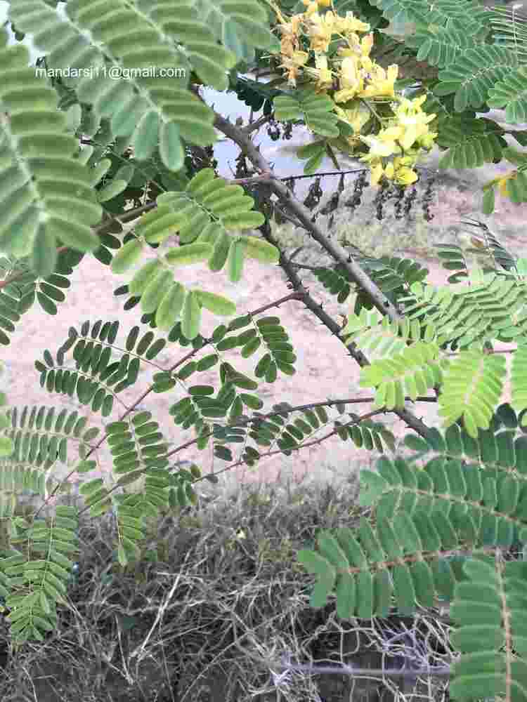 Caesalpinia decapetala