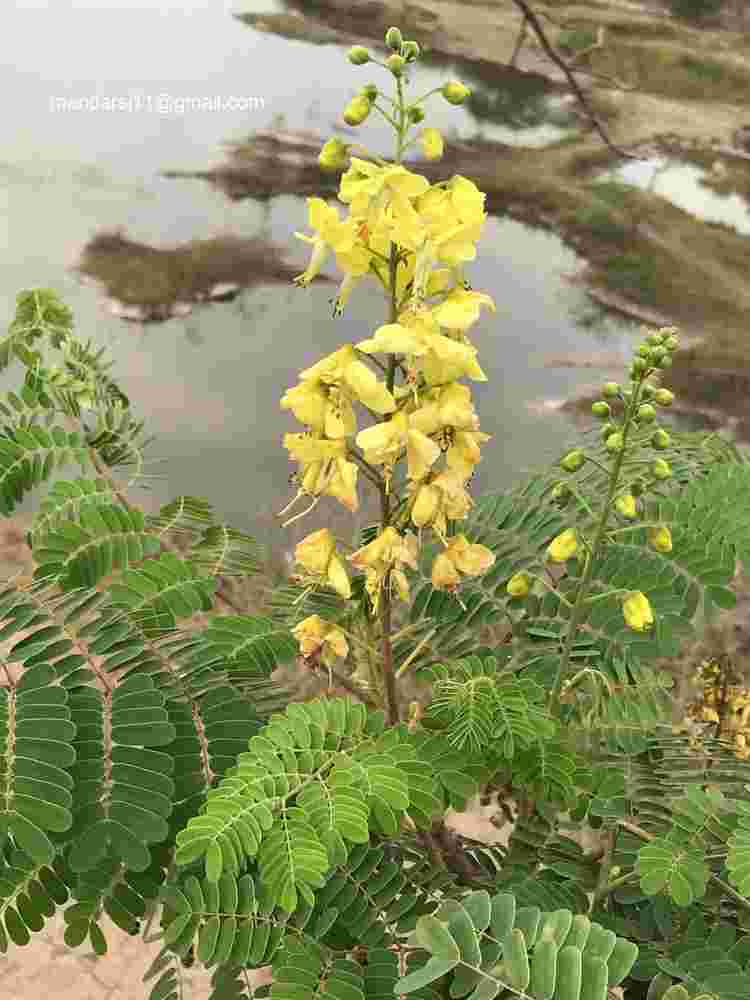 Caesalpinia decapetala