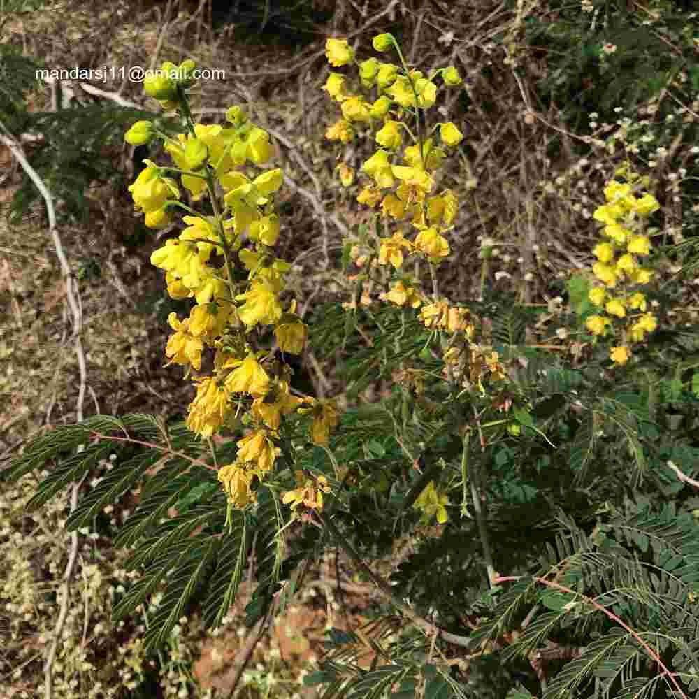 Caesalpinia decapetala