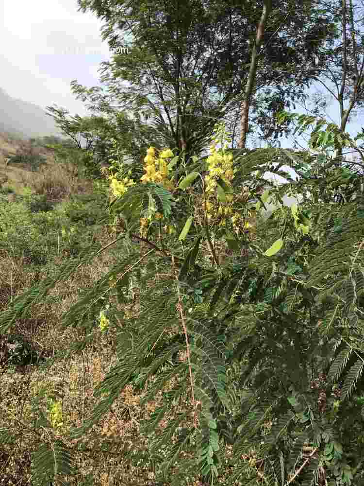 Caesalpinia decapetala